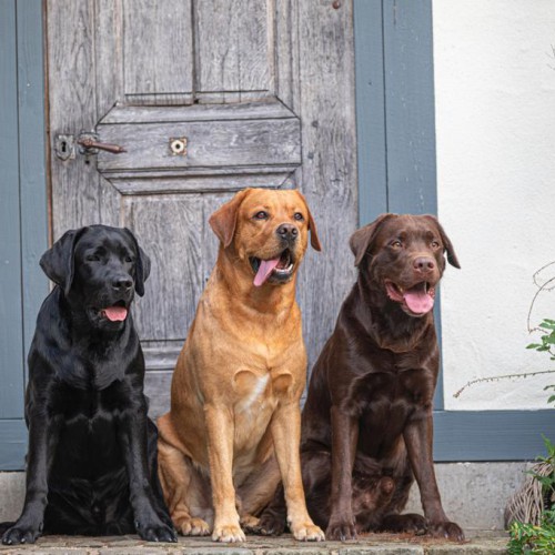 Bild von Labrador vom Bauerngarten